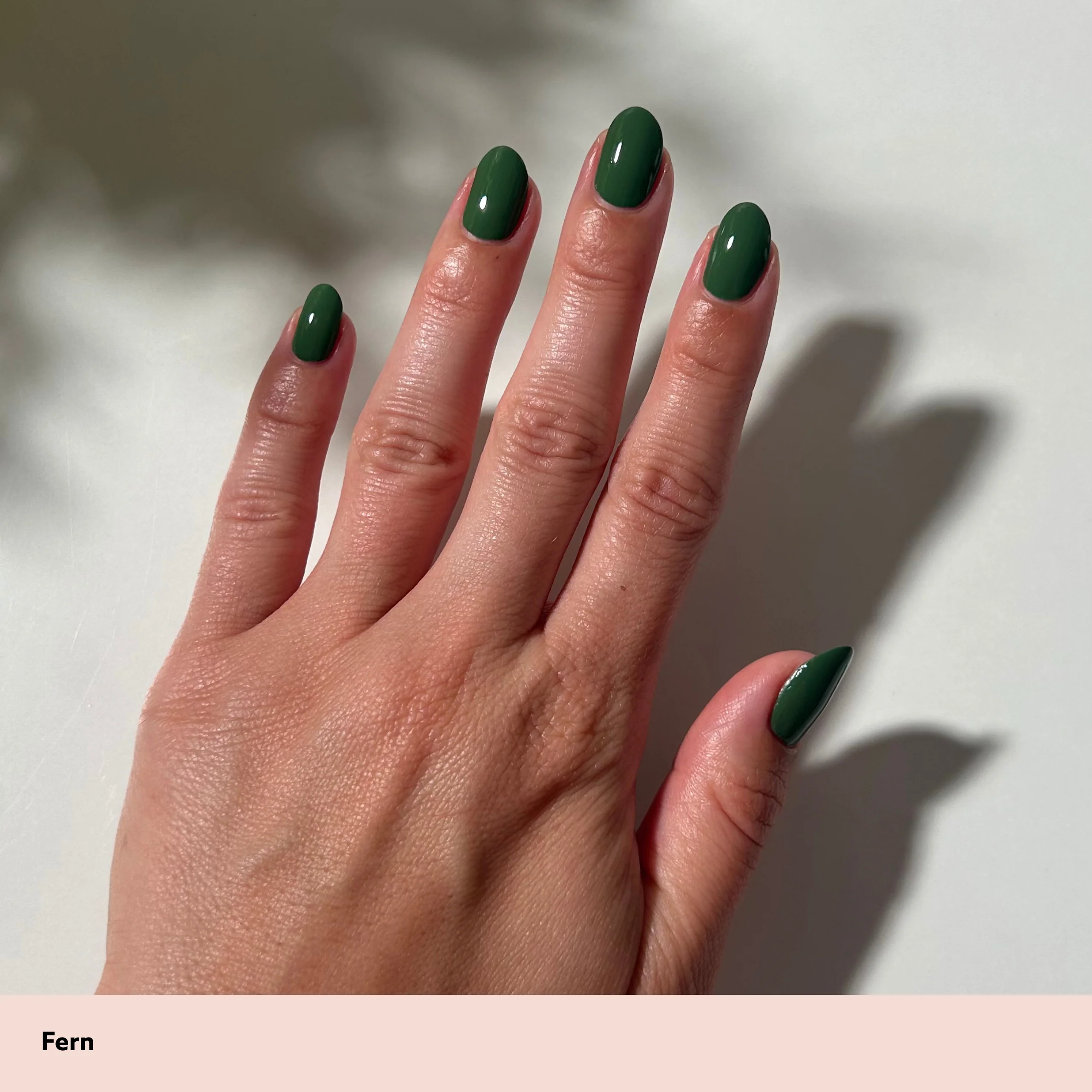 Fern - Image 8
